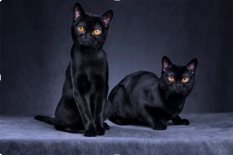 Spiritual Meaning of Cat Staring at You (Black or Stray)