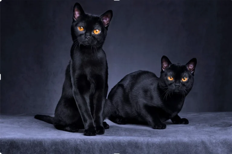 spiritual-meaning-of-cat-staring-at-you-black-stray