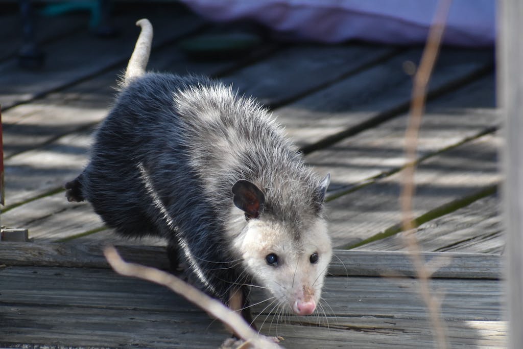 Close-up of an Opossum