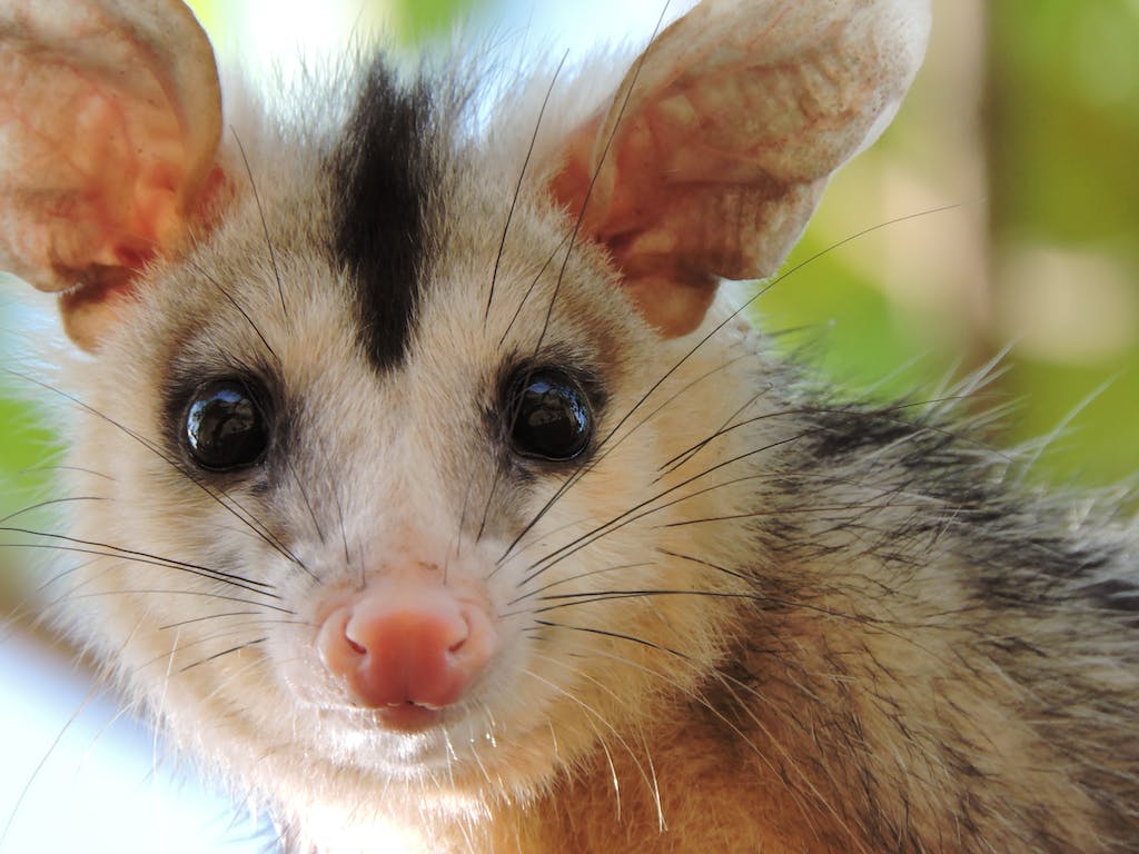 Cute opossum sitting in nature