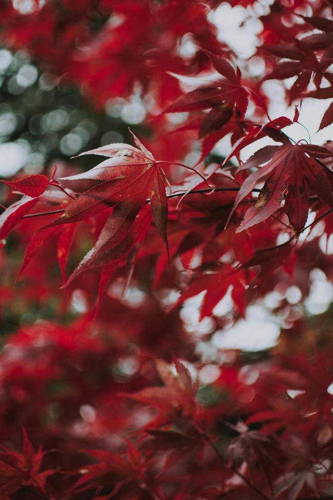 Maple Tree With Red Leaves