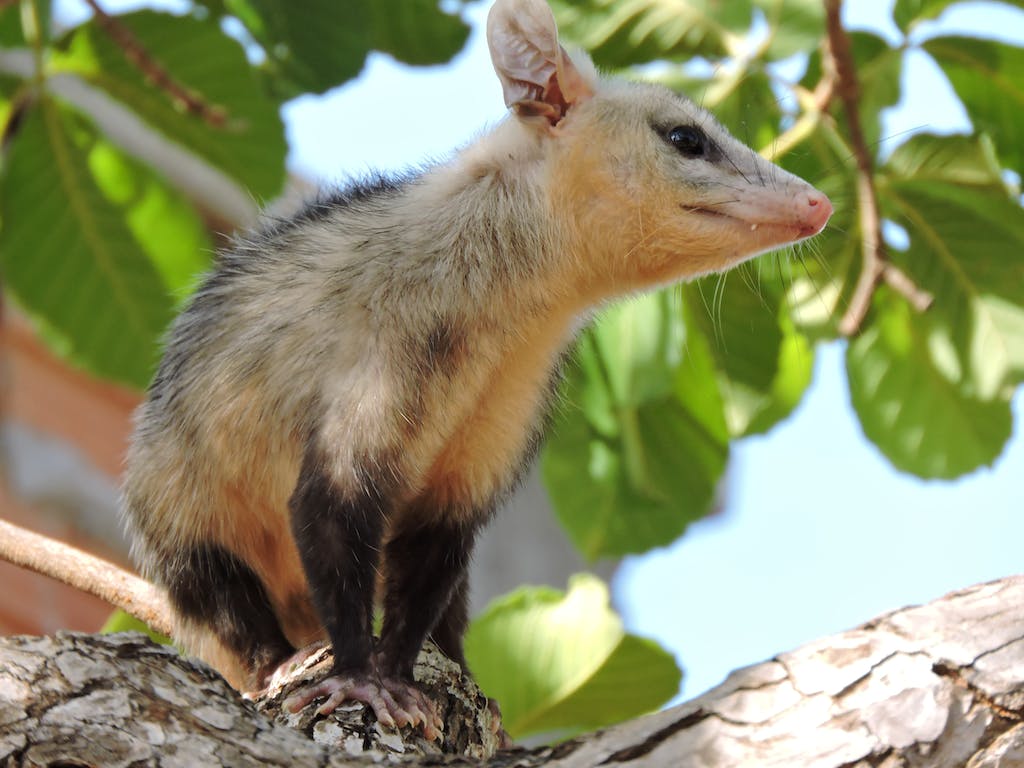 Opossum sitting on tree in countryside