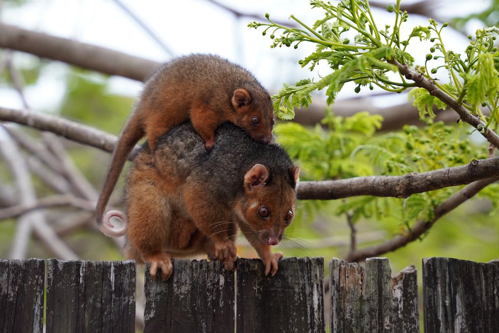 Possums on the fence
