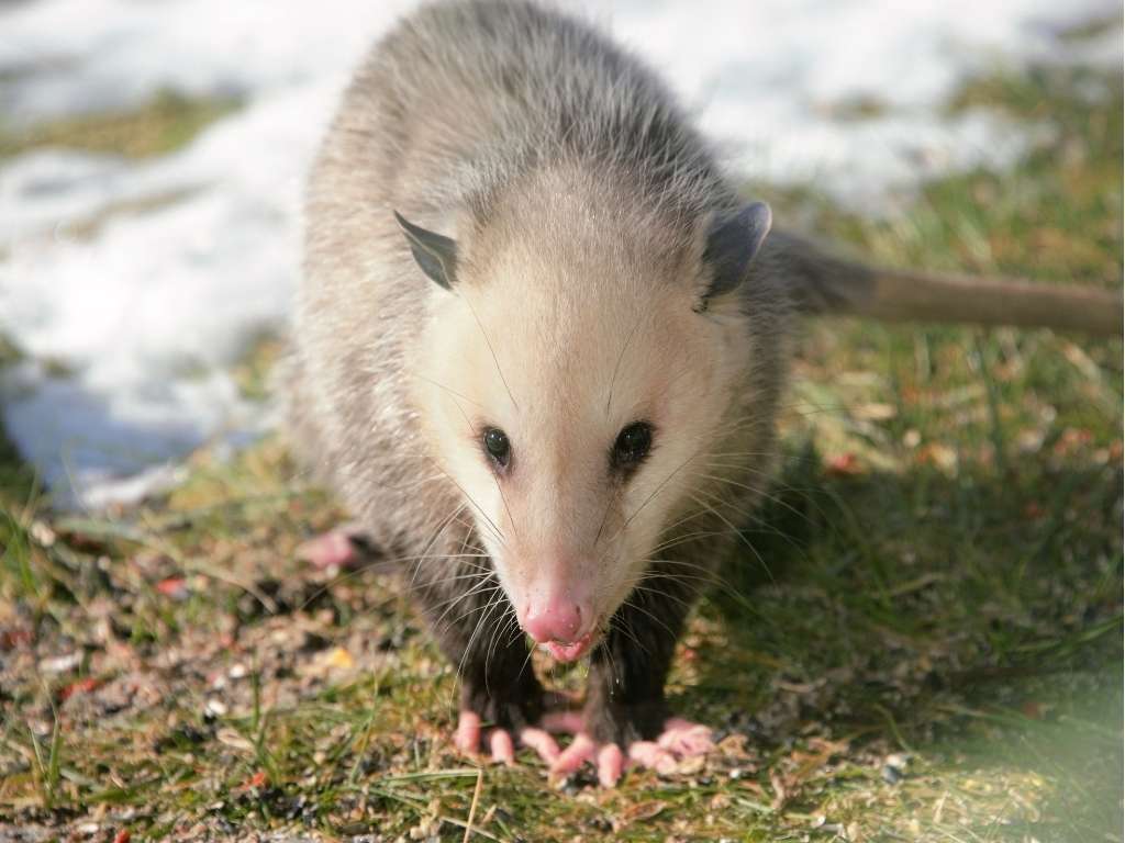 seeing-a-possum-spiritual-meaning-symbolism