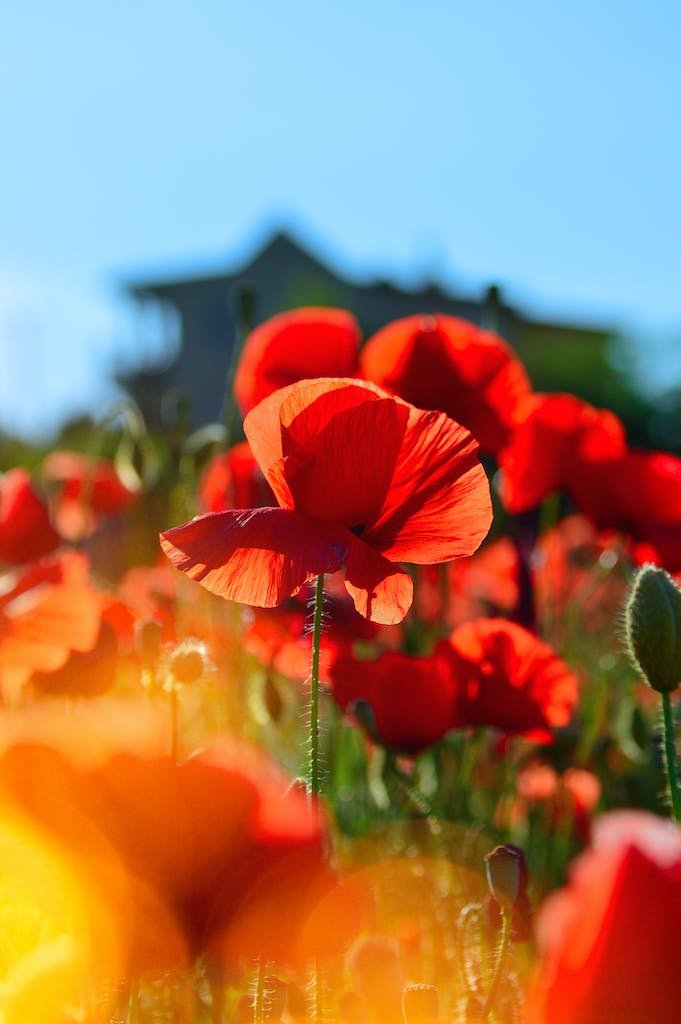 Selective Focus Photography of Red Flowers