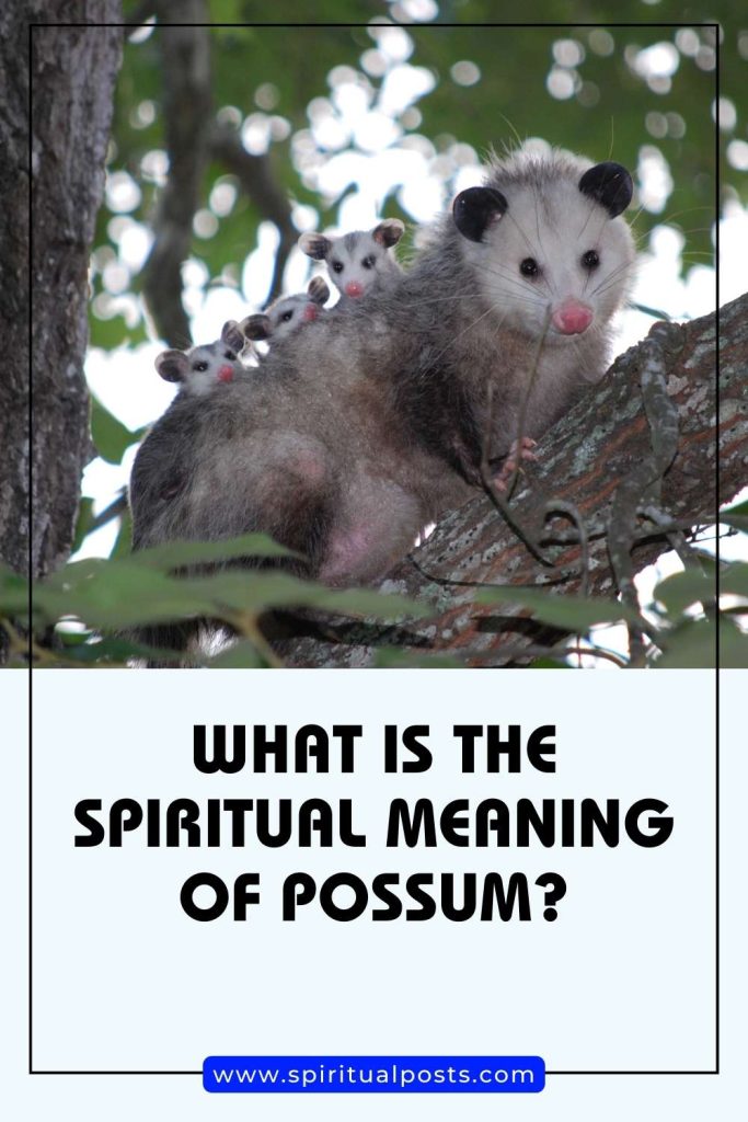 what-is-the-spiritual-meaning-of-possum