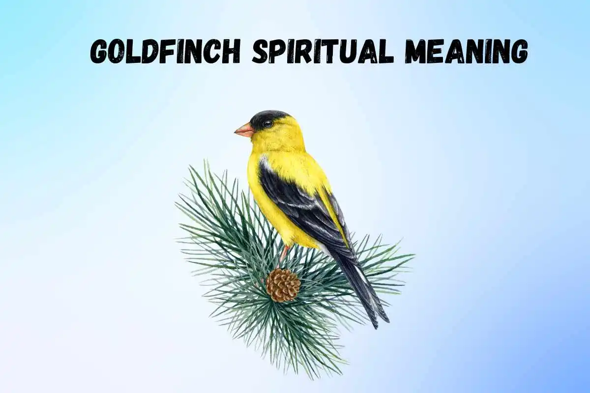 goldfinch-spiritual-meaning-and-symbolism