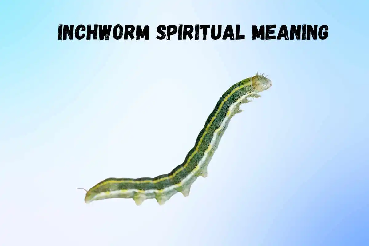 inchworm-spiritual-meaning-and-symbolism