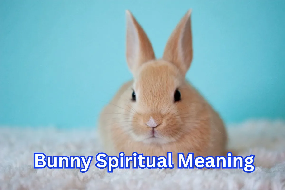 what-is-the-spiritual-meaning-of-bunny