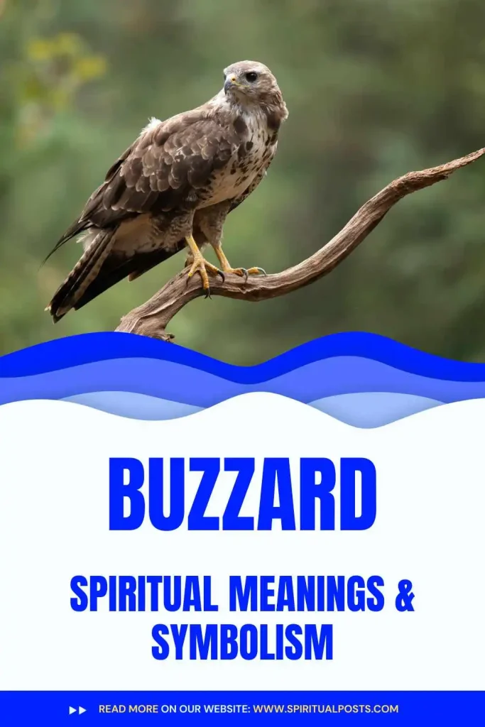 what-is-the-spiritual-meaning-of-buzzard