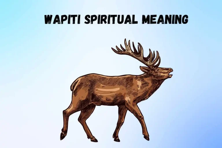 wapiti-spiritual-meaning-and-symbolism