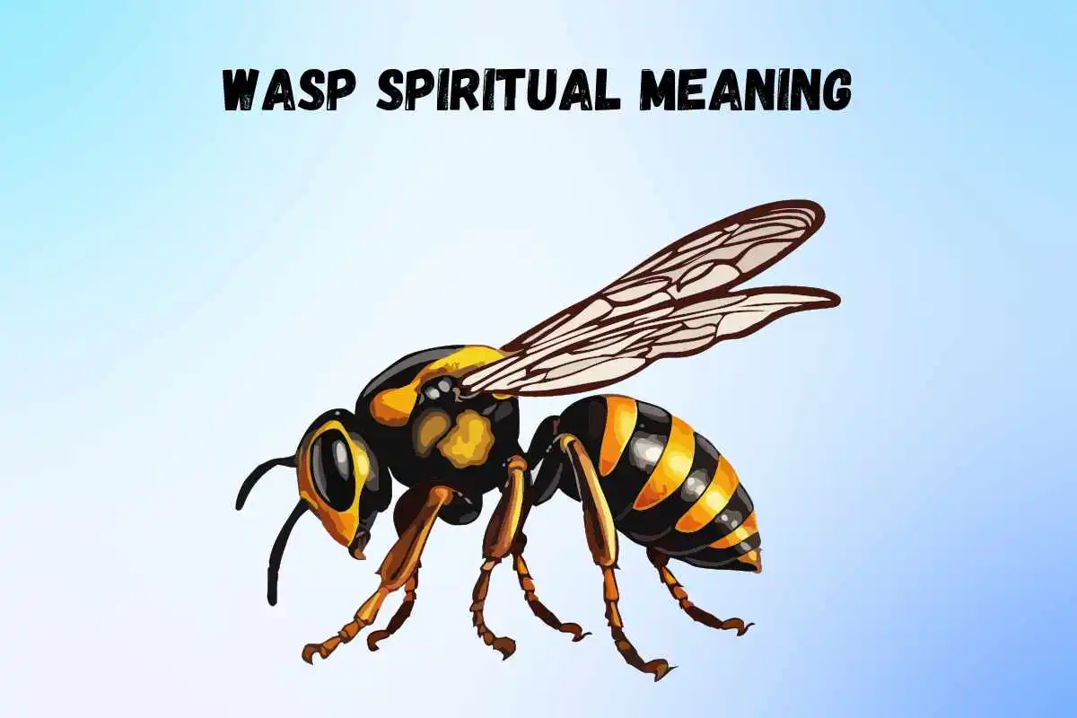 wasp-spiritual-meaning-and-symbolism