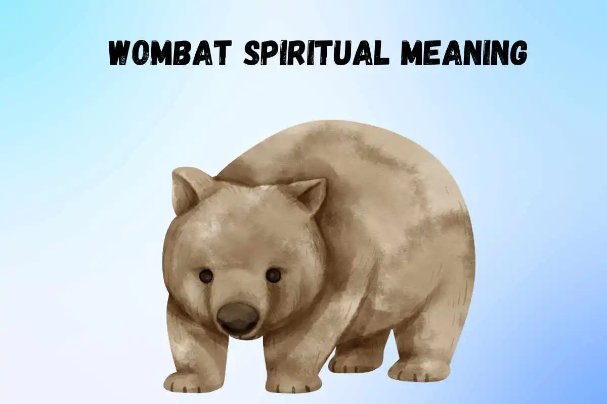 wombat-spiritual-meaning-and-symbolism