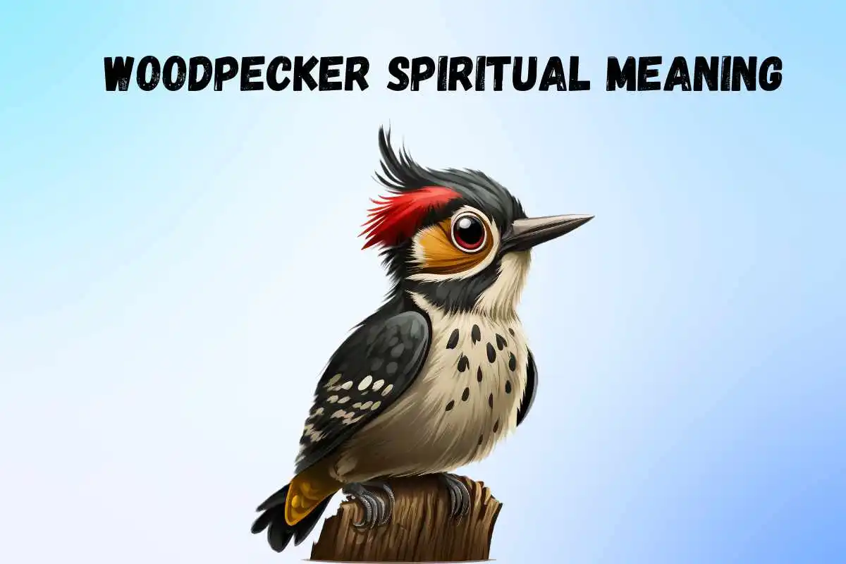woodpecker-spiritual-meaning-and-symbolism