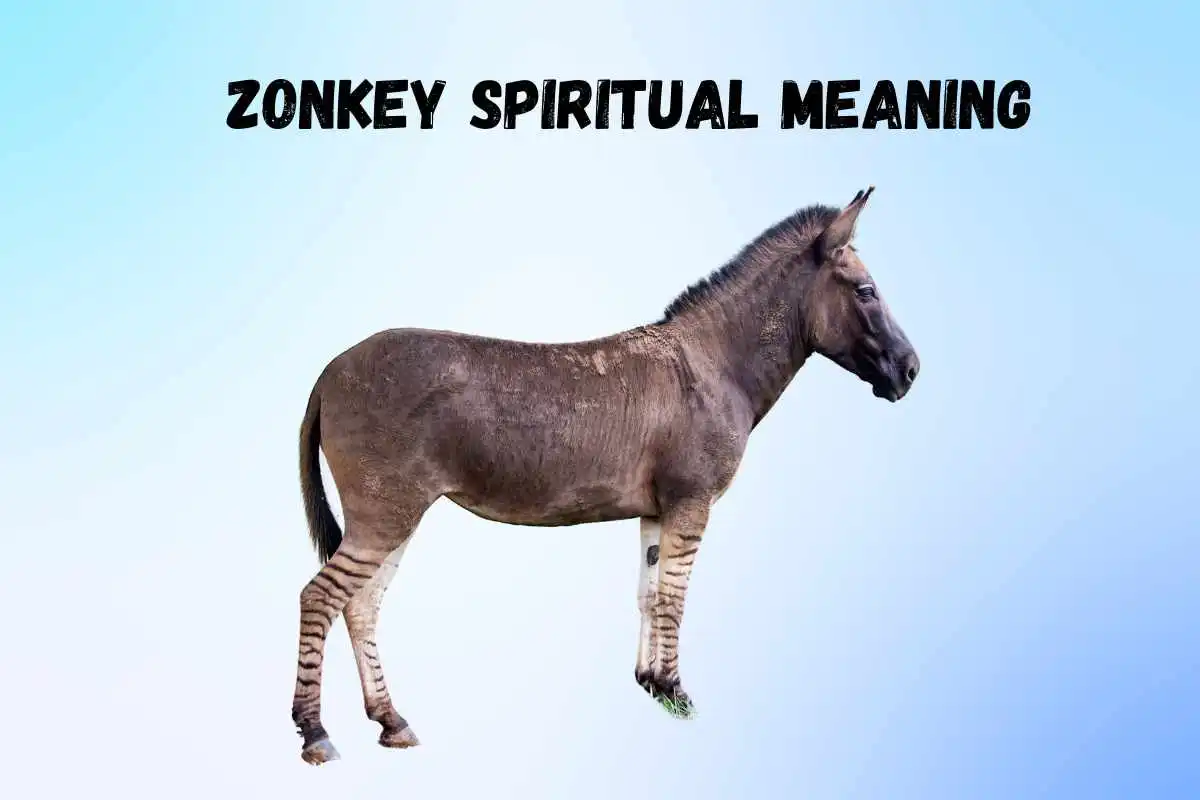 zonkey-spiritual-meaning-and-symbolism