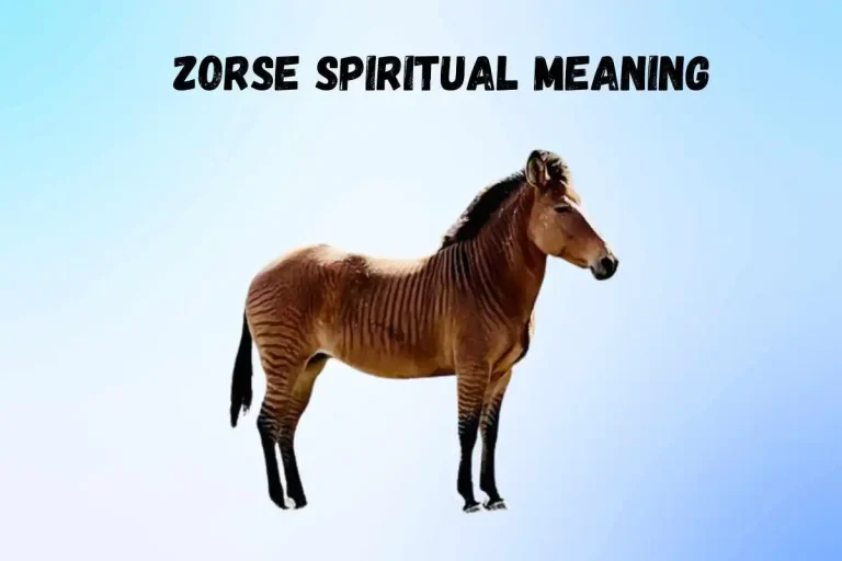zorse-spiritual-meaning-and-symbolism
