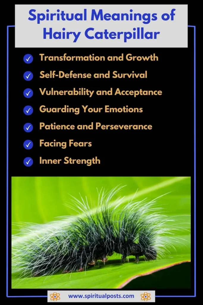 spiritual-meaning-of-hairy-caterpillar