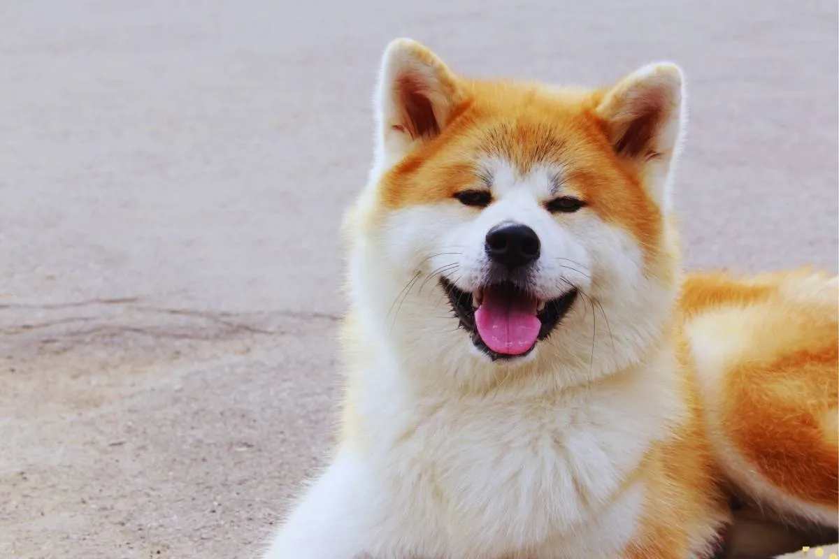 what-is-the-spiritual-meaning-of-akita-dog