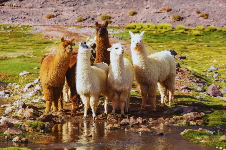 what-is-the-spiritual-meaning-of-alpaca