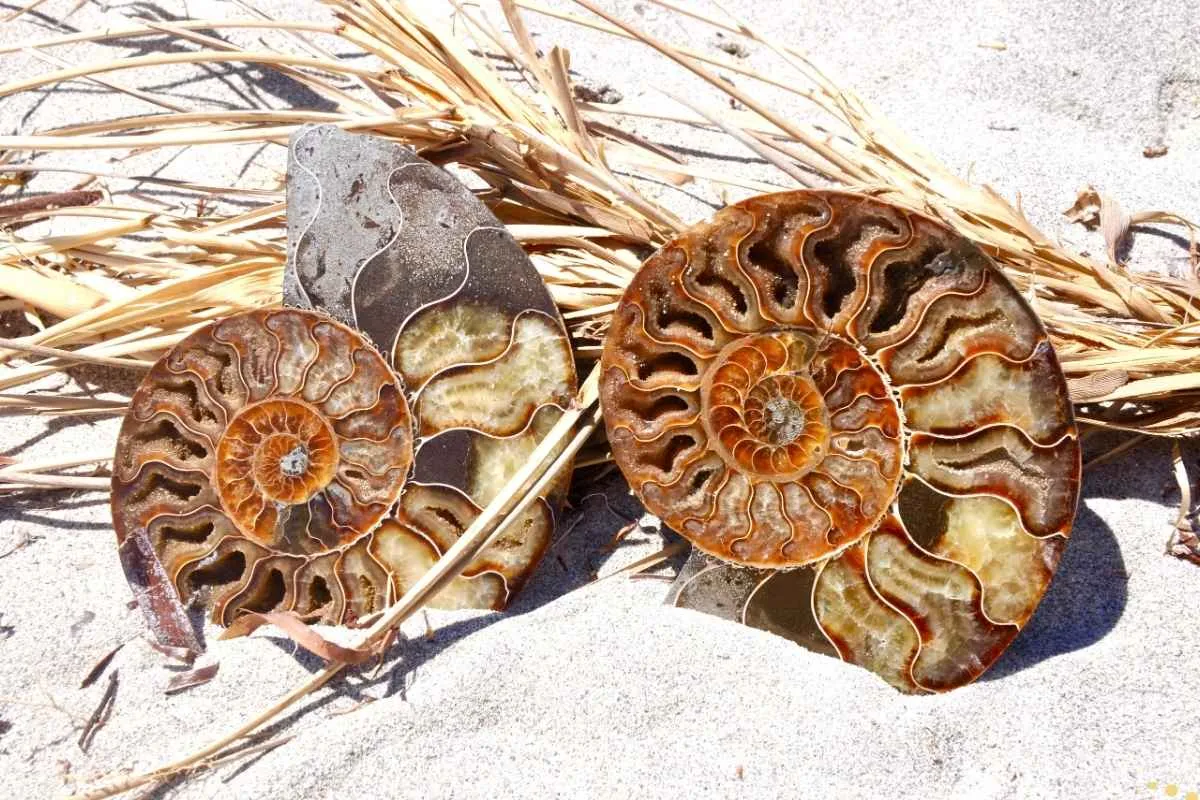 what-is-the-spiritual-meaning-of-ammonite-fossil
