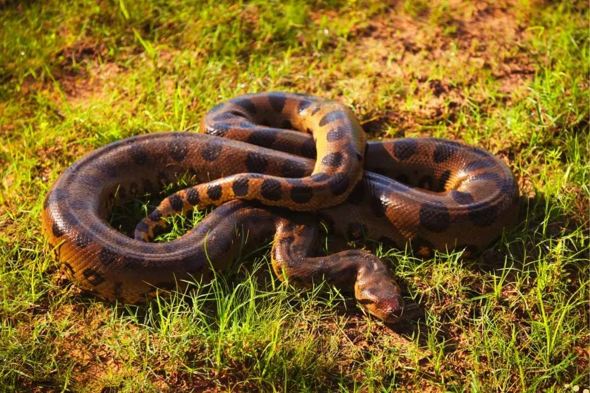what-is-the-spiritual-meaning-of-anaconda