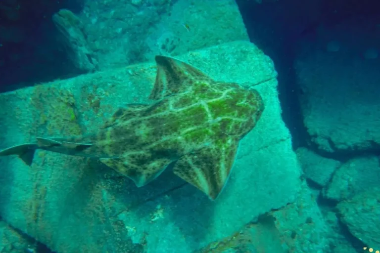 what-is-the-spiritual-meaning-of-angelshark
