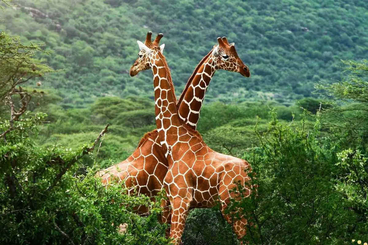 what-is-the-spiritual-meaning-of-giraffe
