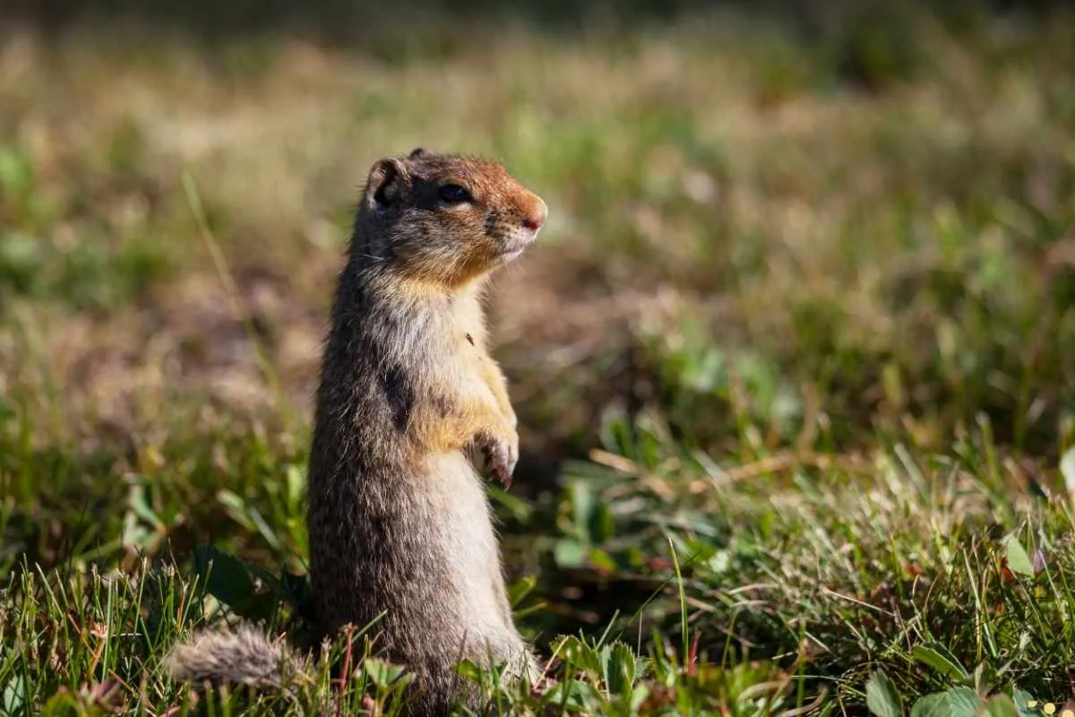 what-is-the-spiritual-meaning-of-gopher