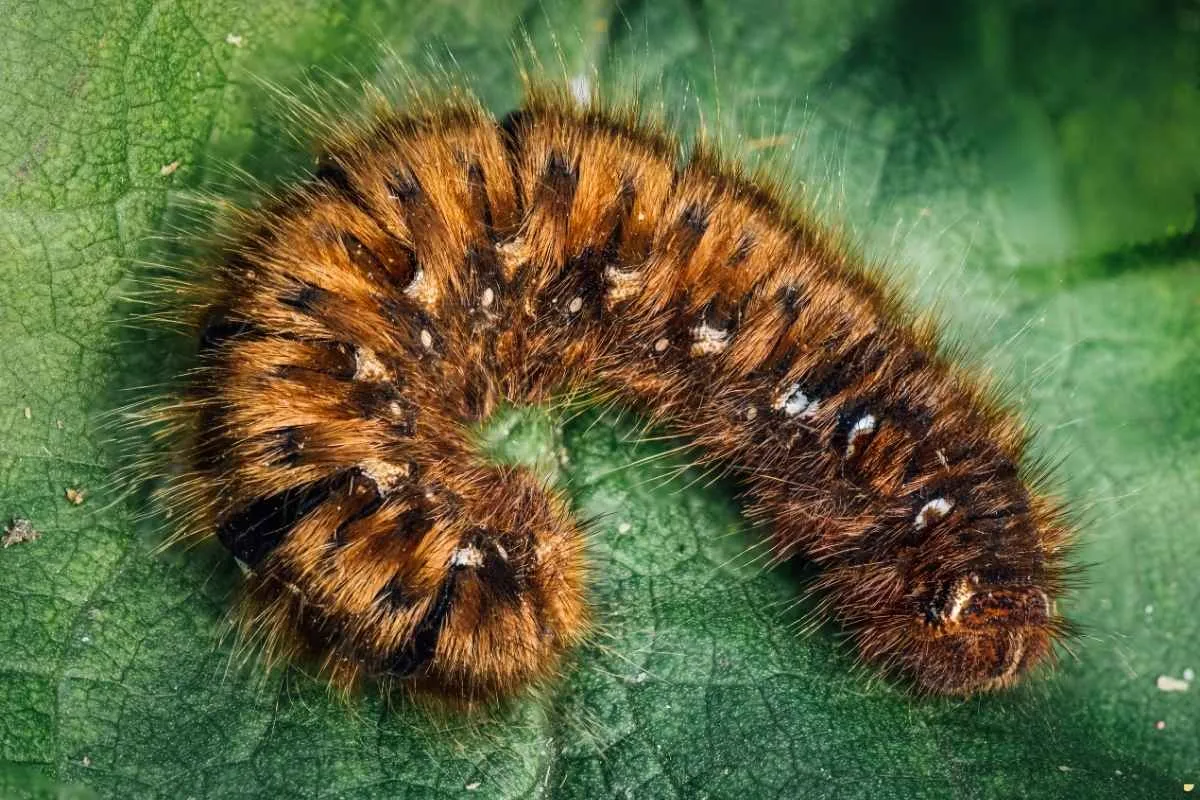 what-is-the-spiritual-meaning-of-hairy-caterpillar-symbolism-superstitions