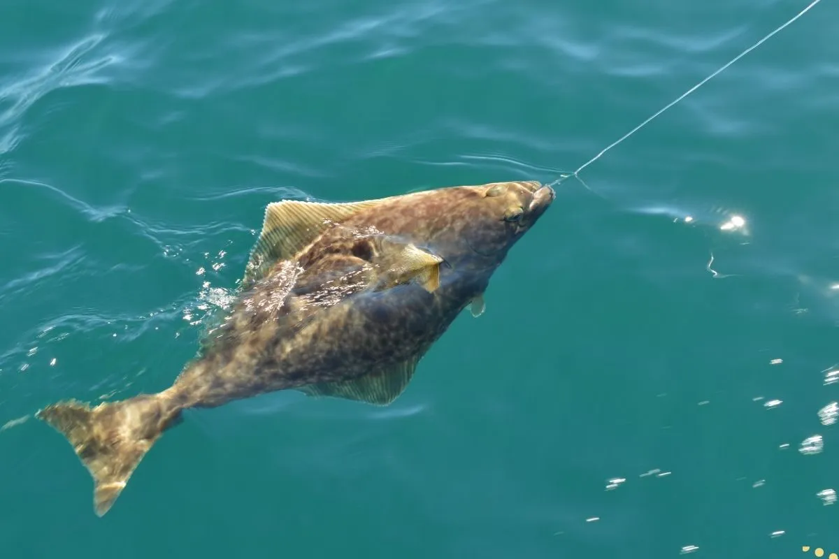 what-is-the-spiritual-meaning-of-halibut
