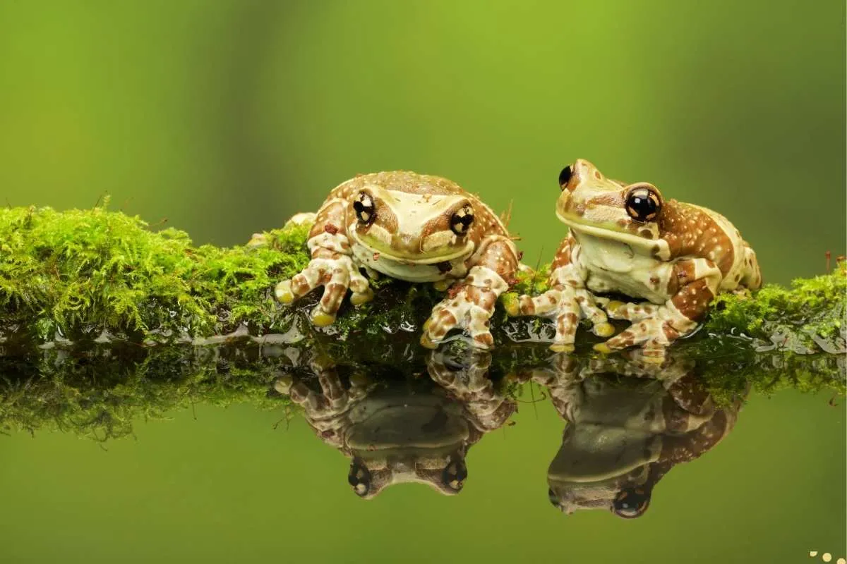 what-is-the-spiritual-meaning-of-one-to-seven-frogs