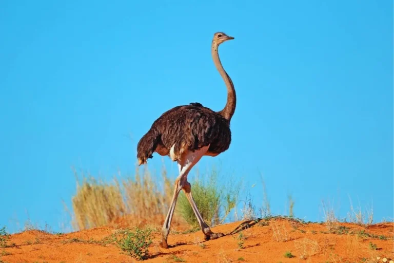 what-is-the-spiritual-meaning-of-ostrich