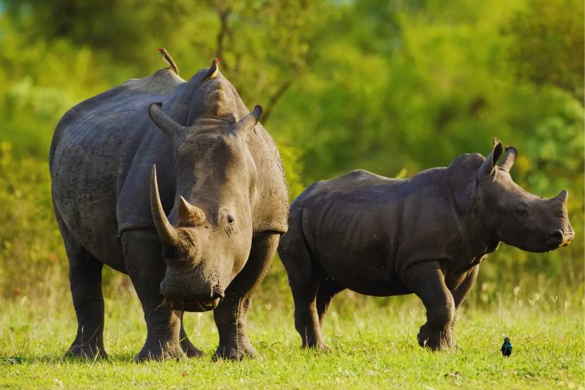what-is-the-spiritual-meaning-of-rhinoceros