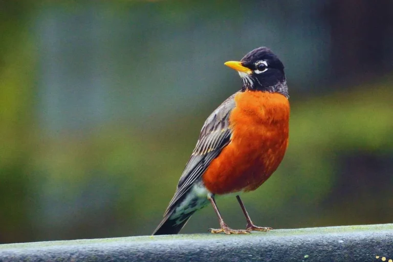 what-is-the-spiritual-meaning-of-robin-tapping-on-window