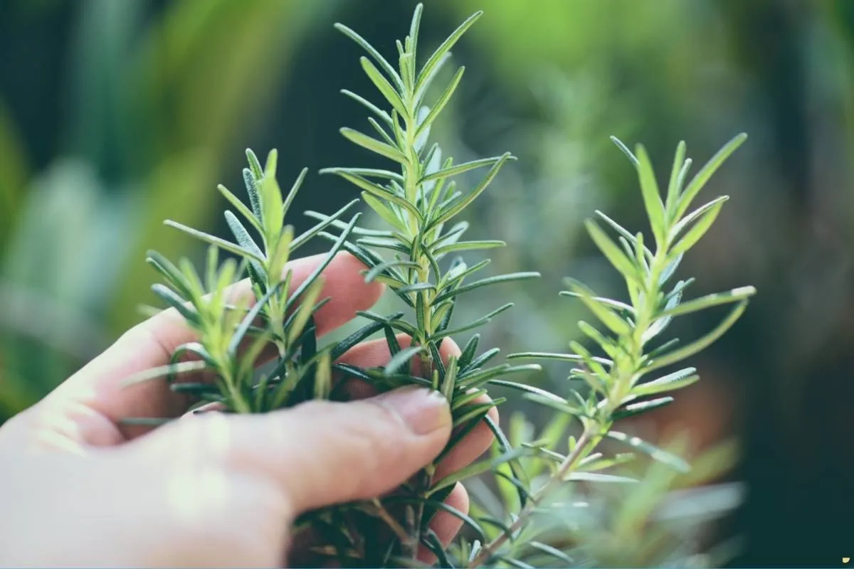 what-is-the-spiritual-meaning-of-rosemary