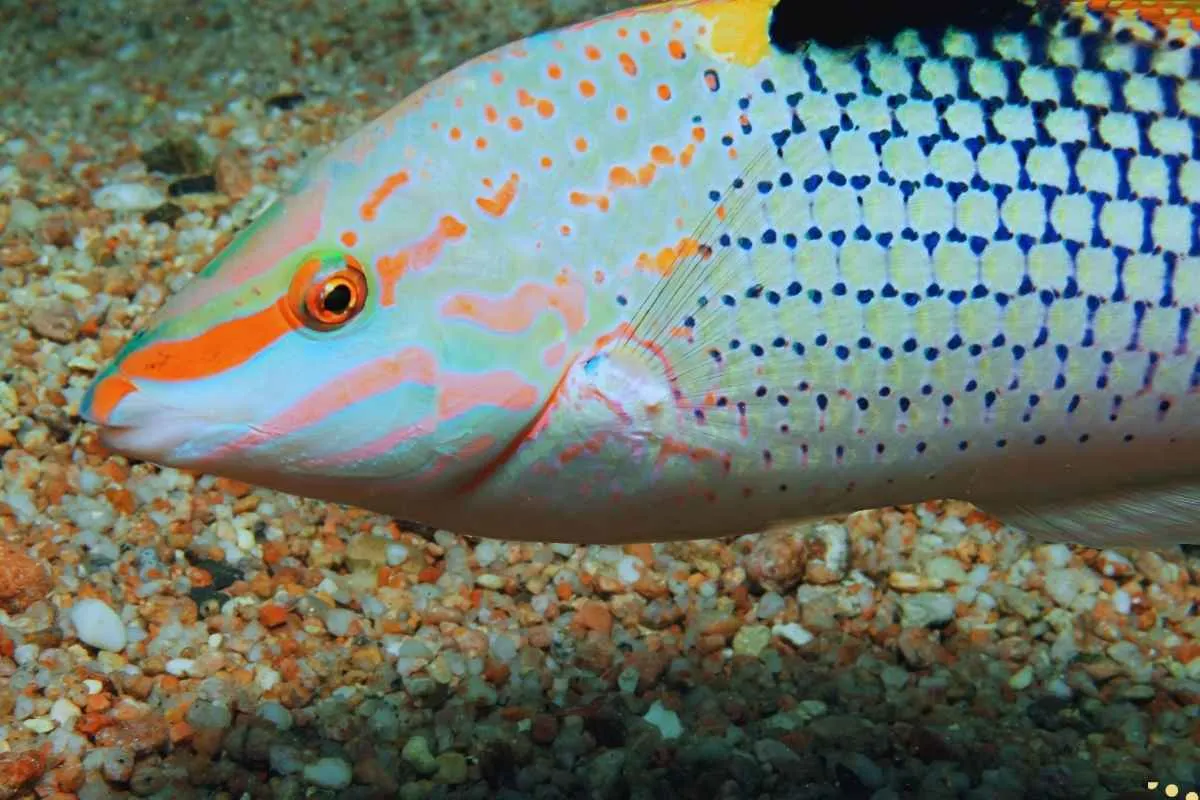 what-is-the-spiritual-meaning-of-wrasse