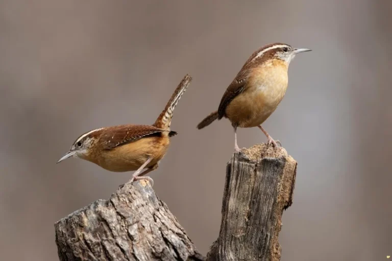 what-is-the-spiritual-meaning-of-carolina-wren