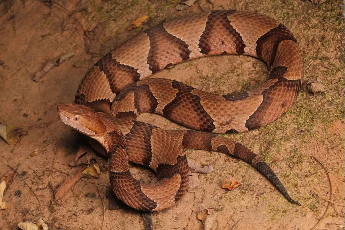 what-is-the-spiritual-meaning-of-copperhead-snake