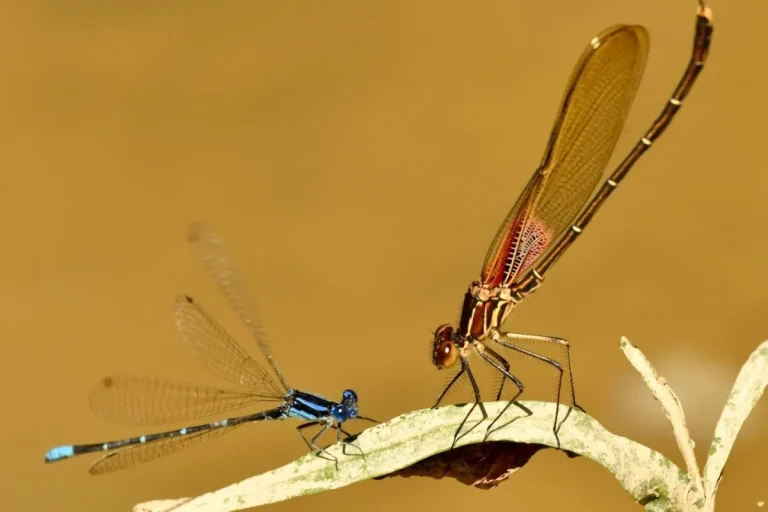 what-is-the-spiritual-meaning-of-damselfly