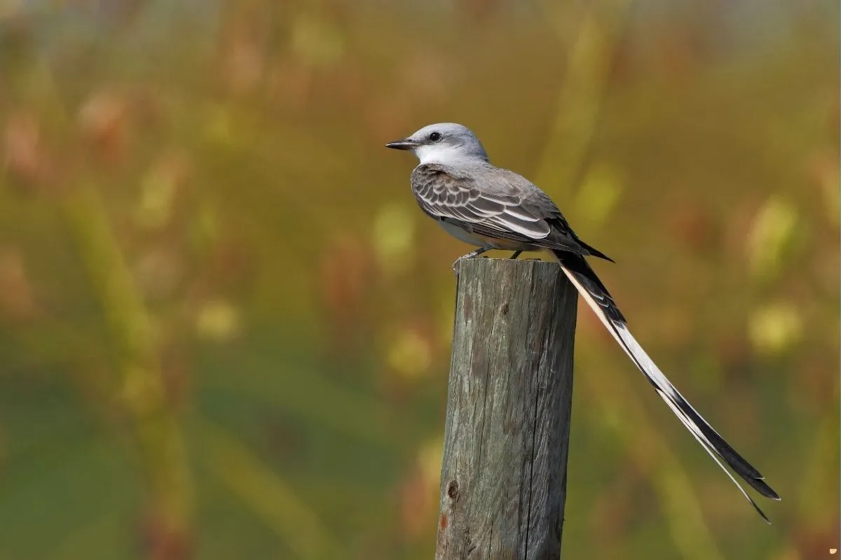 what-is-the-spiritual-meaning-of-scissor-tailed-flycatcher