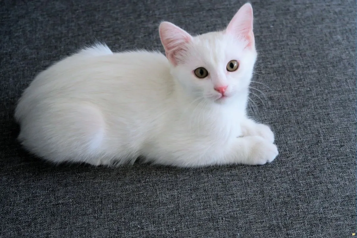 spiritual-meanings-of-white-cat-and-its-symbolism