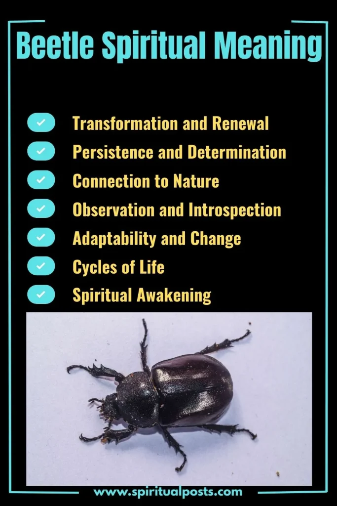 spiritual-meaning-of-beetle-and-its-symbolism