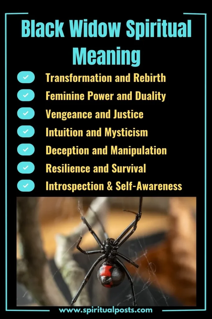 spiritual-meaning-of-black-widow