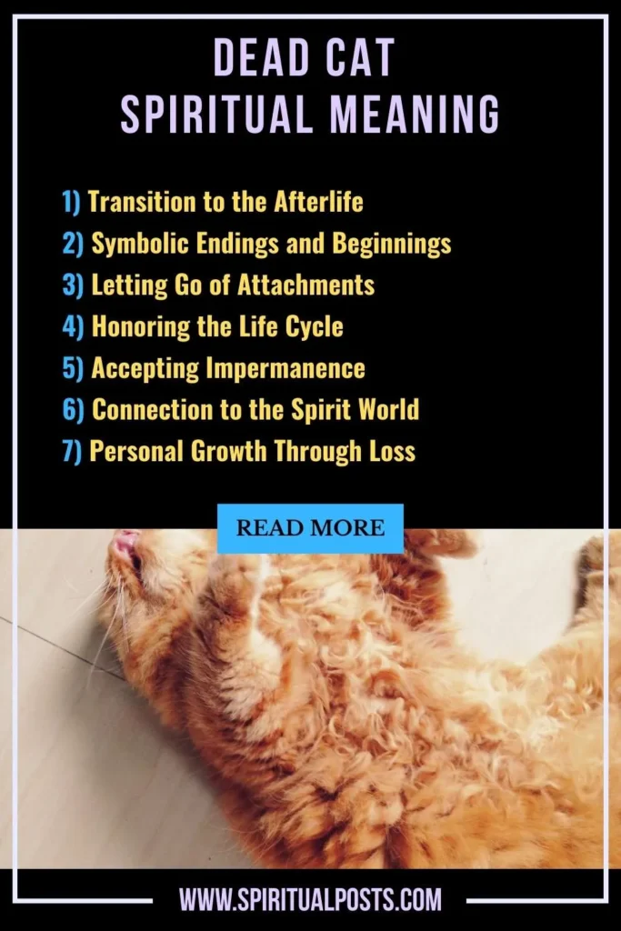 spiritual-meaning-of-dead-cat-symbolism-significance