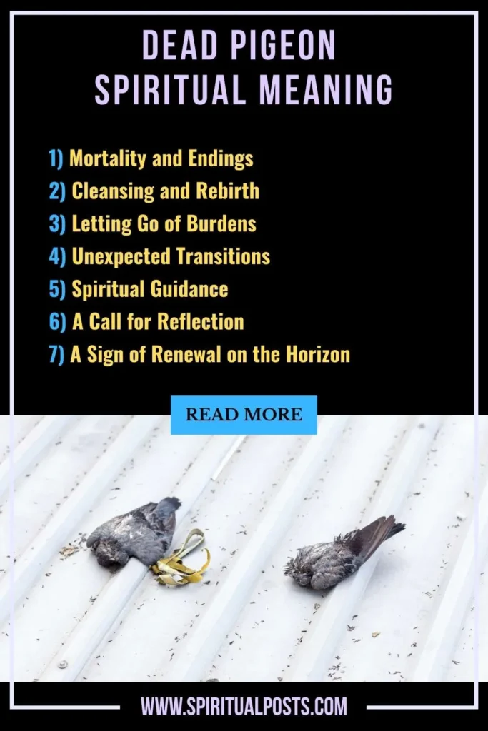 spiritual-meaning-of-dead-pigeon-symbolism-significance