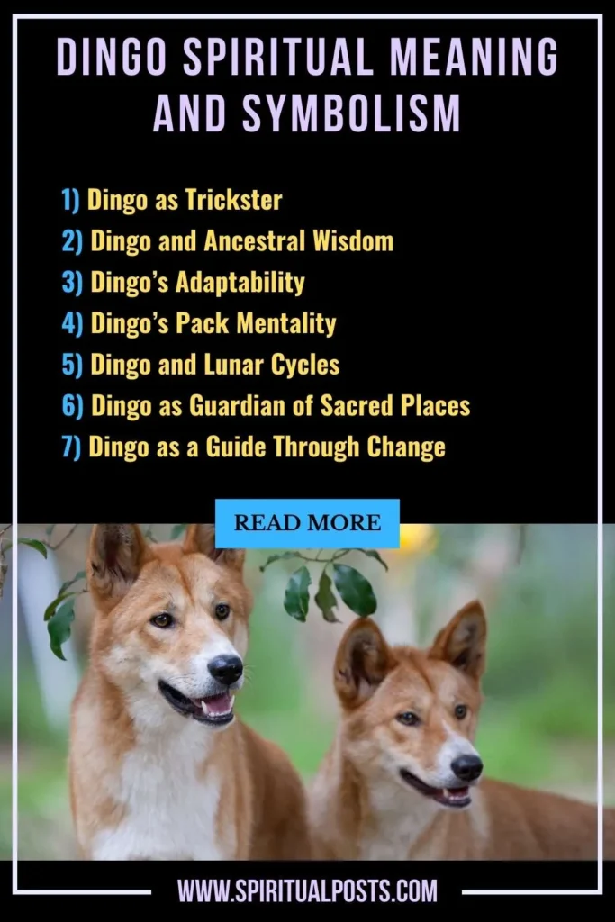 spiritual-meaning-of-dingo-symbolism-significance