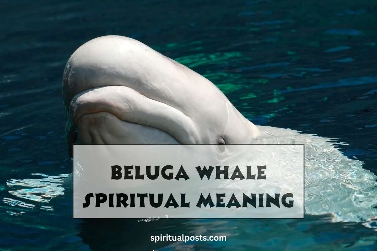 beluga-whale-spiritual-meaning-and-symbolism