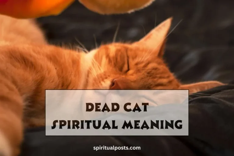 dead-cat-spiritual-meaning-and-symbolism