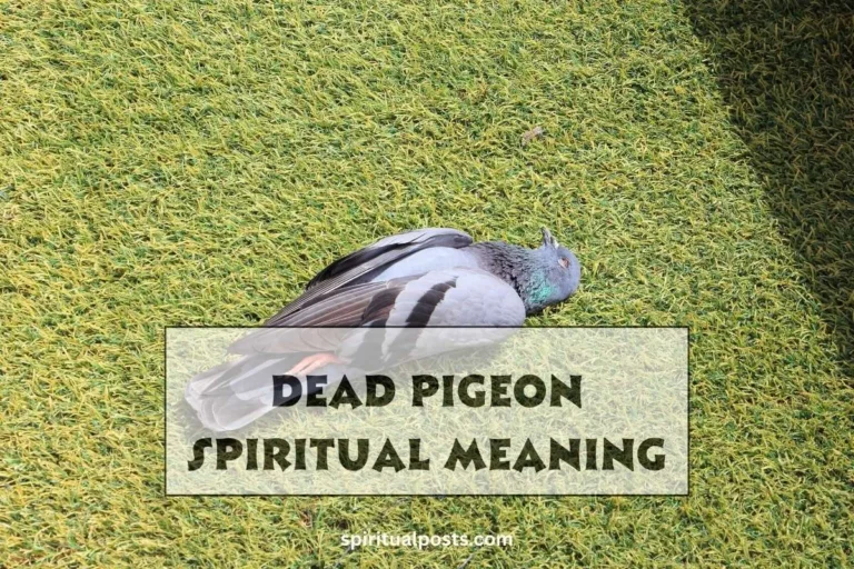 dead-pigeon-spiritual-meaning-and-symbolism