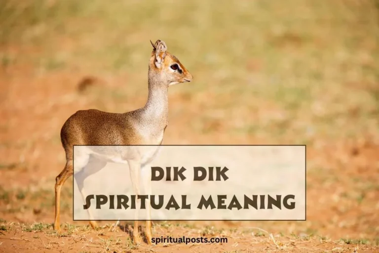 dik-dik-spiritual-meaning-and-symbolism
